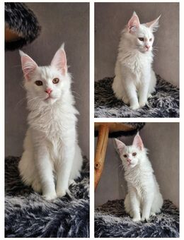 Maine Coon mit Stammbaum - Salzgitter