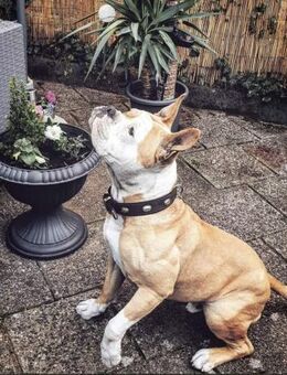 Amaro sucht ein Zuhause - Pirmasens