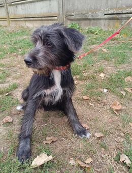 Der liebe Fernando sucht seine Familie ! - Dortmund