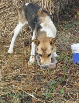 Notfall Vlaicu sucht DRINGEND - Großefehn