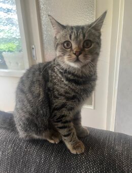 Flauschiger Herzensbrecher auf der Suche nach Personal 🐾 - Köln