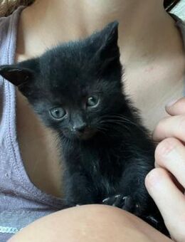 💕 Babykatze Liv sucht dich! 🐾✨ - Eislingen (Fils)