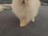 Zwergspitz Pomeranian Boo Welpe !!! ( ab sofort ) !!! - Möttingen