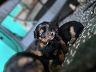 Yorkshire Terrier Welpen - Sundern (Sauerland)