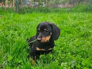 Hundewelpen, kleine Hundejungs, Rüden - Jack Russel - Kopov - suchen neues Zuhause - Dingelstädt