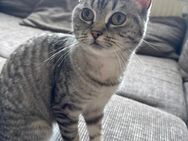 🐱 Luna (8,5 Monate) – Türkisch Angora BKH Mix - verspielte Wohnungskatze sucht liebevolles Zuhause - Berlin Marzahn-Hellersdorf