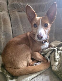 CHICCO LIEBT MENSCHEN UND KUSCHELN - Mönchengladbach