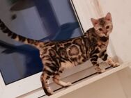 Bengal kitten der Extraklasse / XXL Rosetten in snow, silver und braun - Griesheim