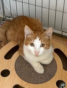 Süßes Kitten sucht Familienanschluss - Esslingen (Neckar)