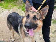 BANDITO-ein toller Deutscher Schäferhund - Regensburg