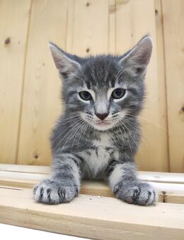 Süße Kitten gleich bereit abzugeben - Gnarrenburg