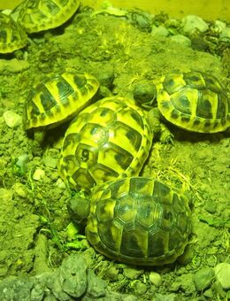 Verkauf griechische Landschildkröten THH NZ 2022 - Pittenhart
