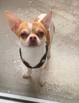Chihuahua - Bremen