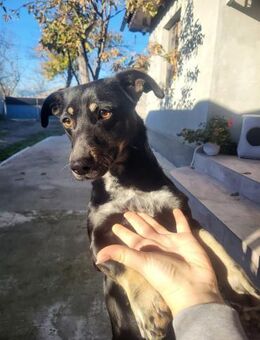 Hündin Sky sucht liebe Menschen - Neuhausen (Fildern)