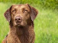 Milo sucht liebe konsequente Menschen - Neuhausen (Fildern)