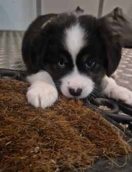Bezaubernde Miniature Australian Shepherd Welpen suchen ihr Zuhause - Heinsberg