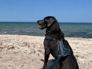 Labrador Welpen - Bernitt