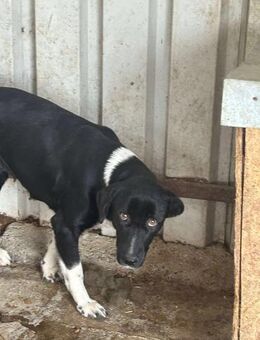 LOU sucht dringend ein Zuhause - Neuberg