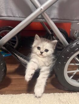 Britische Kitten - Hamburg