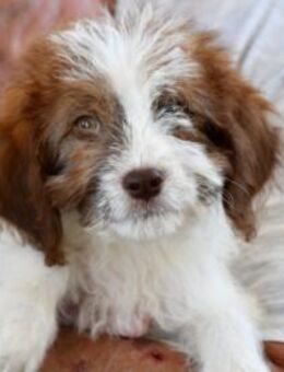 Carlina möchte Ihnen Freude bereiten - Neuss