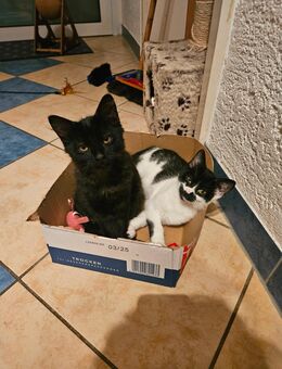 Katzenkinder Kater und Mädchen - Schwegenheim