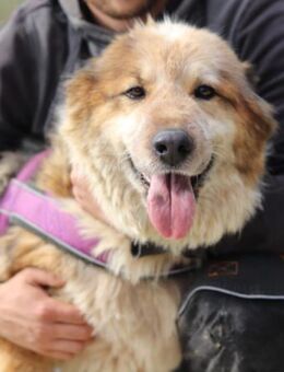 Pipi 💗 loyale, verschmuste Hundedame! - Hamburg