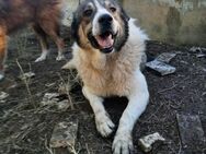 ATLAS - lebenswilliger Hundemann - Aerzen