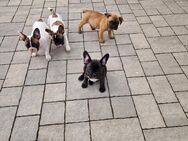 Französische Bulldoggen Welpen - Lübow