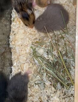 Hamster Goldhamster in Not - Straßkirchen