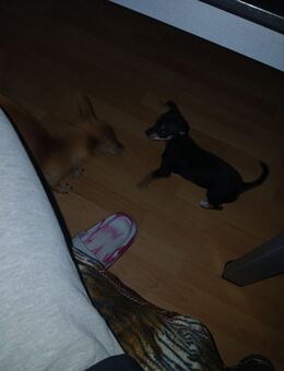 Pinscher Welpen zum verkaufen - Uhingen