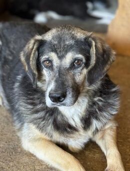 Willi läuft die Zeit davon 🐾 - Elsdorf (Nordrhein-Westfalen)