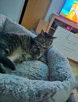 2 Liebevolle Katzen abzugeben - Güstrow