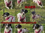 Marti ist agil und gelehrig - Schafflund
