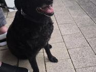 Senior Linus sucht neue Familie - Freilassing