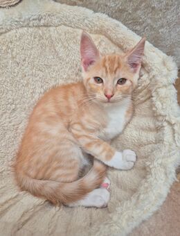 Wunderschöne Main Coon MIX Kitten abzugeben - Dissen (Teutoburger Wald)