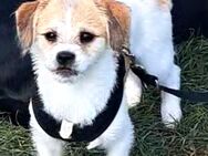 Hund/Welpe - Landshut
