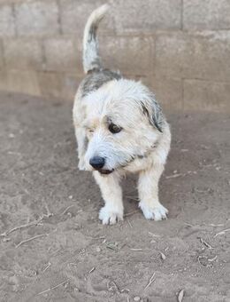 Frodo - Lorsch (Karolingerstadt)