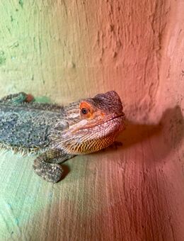 Bartagame + Terrarium - Goslar Jürgenohl