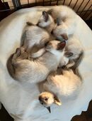 Echte Siam Kitten Seal Point in 63589