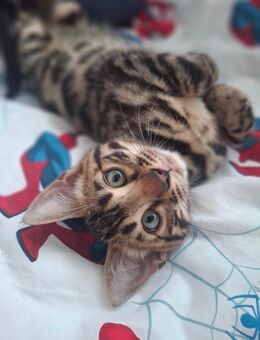 Fanta,Felix,Foreo und Findus mini Leoparden mit Stammbaum - Ankum