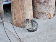 Babykatze - Oberneukirchen