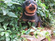 Rottweiler Welpen, er wird dein bester Freund - Eisleben (Lutherstadt)