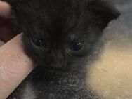 Süße katzen babys suchen ein zuhause. - Hechingen Zentrum