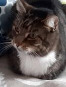 Kater (kastriert) entlaufen in 22926