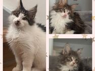 Tolle Maine Coon Kitten , Katzen Kater - Nürnberg