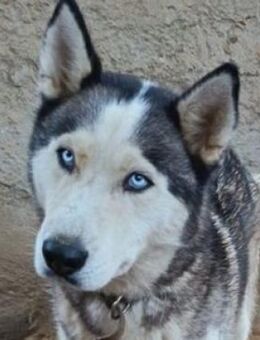 MADDOX, verspielt und verträglich - Gefrees