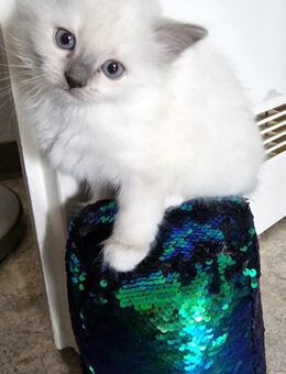 Heillige Birma Reinrassing Kitten - Karlsruhe