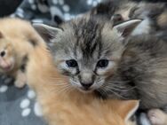 Kitten / Katzenbabys - Erlbach (Bayern)