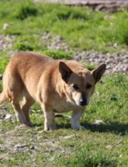 Susa - verschmust u. anhänglich - Lohra