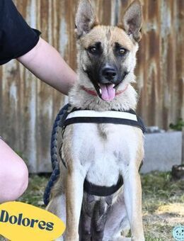 Dolores SI, aktiv und verspielt - Rheine